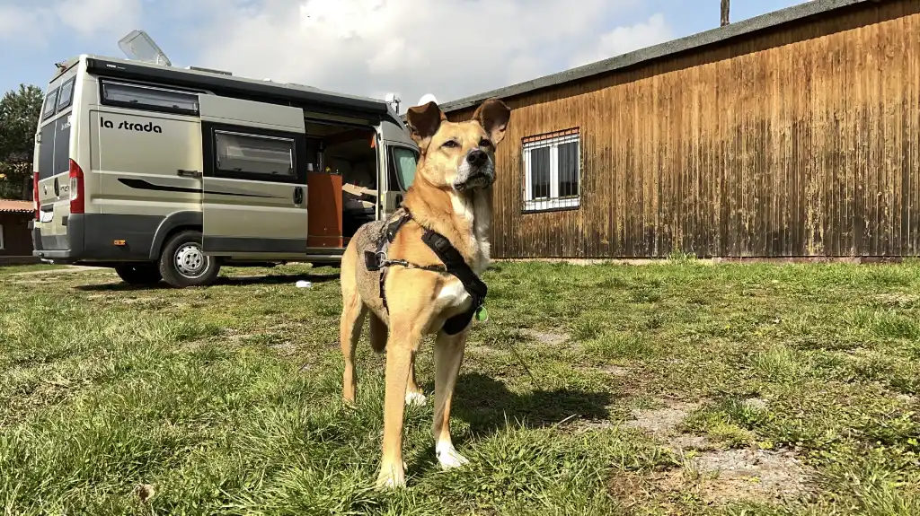 Mein Hund Paula vor meinem Van - kostenloser Wohnmobil Stellplatz in Appenrode bei Ellrich im Osten vom Harz
